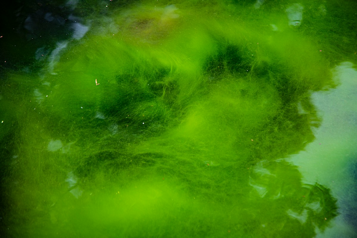 Морские водоросли для обёртывания